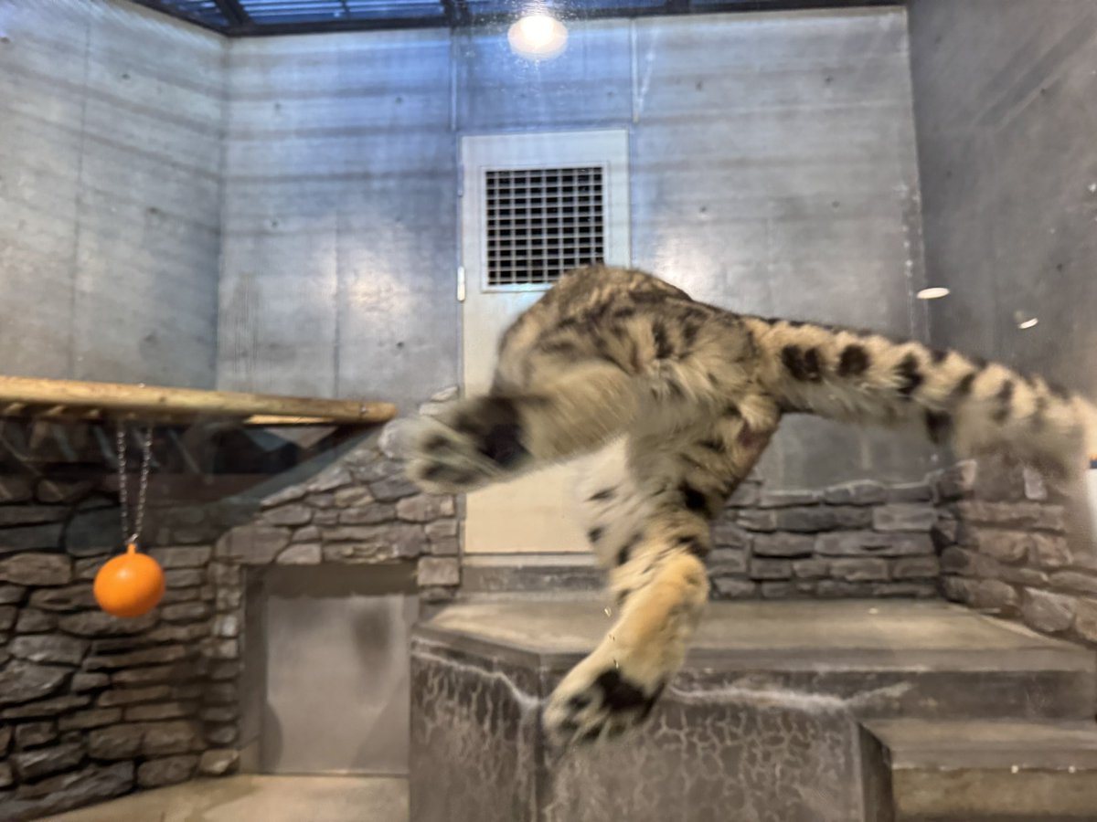 ←これが
→こうなる
のがヒメル🐾
(2025/12/15)

#いしかわ動物園
#ユキヒョウ #ヒメル
#写真下手くそ選手権

咄嗟に撮れたのがコレ😂