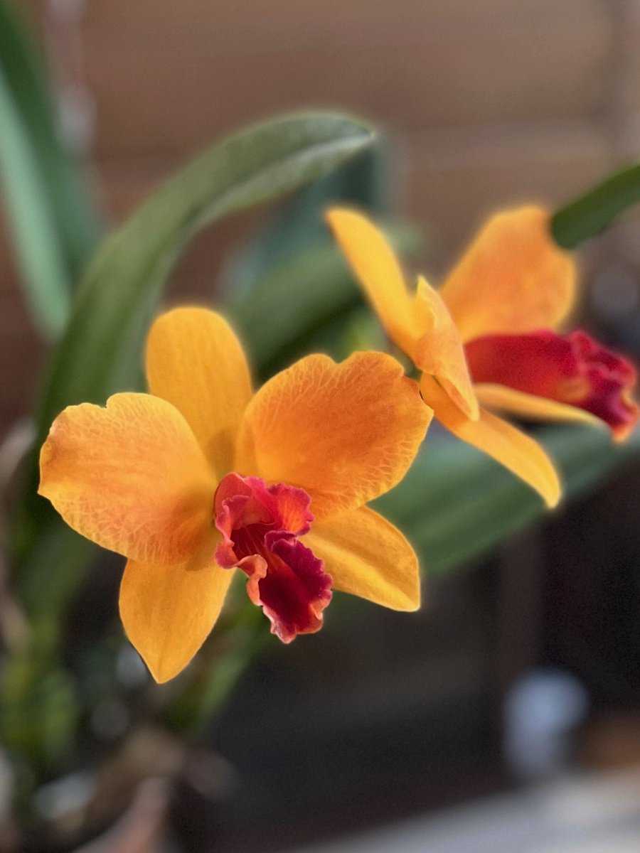 あれから一年と8ヶ月、すしざんまいしたりシケたりしてようやく咲いてくれたオザキ産の無銘カトレア。終わりかけだった購入時にも及ばないけど、枯れずに咲いてくれて良かった。画像壊れませんように🙏

Cattleya 品種不明（オザキFPで購入）