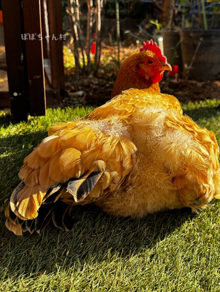 にわとりページ センリちゃんの羽はね | 星さんとゆかいな仲間たち
