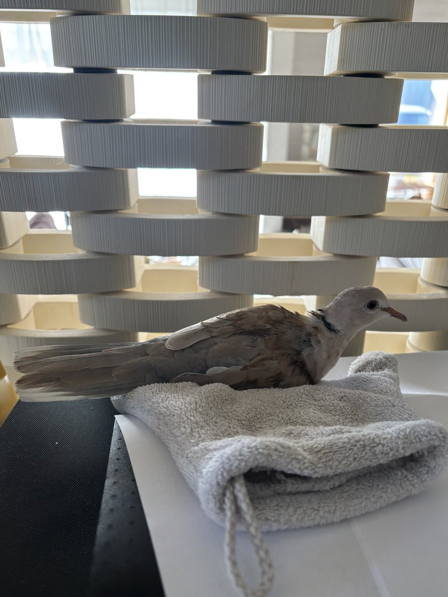 ふわふわしたものの上が好き
#ジュズカケバト