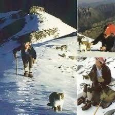 LUX_FKD's tweet photo. トンバは、80年代と90年代のスイス・アルプスの登山者にとって有名な猫でした🐱

この小さな猫、トンバはわずか10ヶ月で標高3,453mのリンダーホルン（Rinderhorn）山頂に到達するなど、数々の高峰を登りました。
最大で3,700m級の山々を制覇し、登山者たちを驚かせました。彼は氷上を自信たっぷりに歩き、助けを拒否して自分で難所を突破する姿が印象的でした🐈

有名な救出劇、若い夫婦と一緒に登っている最中、突然進むのを拒否し、大岩の陰に身を隠しました。直後、その道に雪崩が襲来し、夫婦はトンバのおかげで難を逃れました。この話は、彼の「直感的なガイド」ぶりを象徴するエピソードとして語り継がれています。

リンダーホルン登頂の逸話、
登山者のマックス（Max）と一緒に登った際、急な斜面を軽々と進み、山頂では尻尾を高く上げて喜びを表現。
降下中、氷で滑っても「舵を調整」してすぐに立て直しました。
ジャーナリストのヘディ・シッグ（Hedi Sigg）もトンバと一緒に登り、「彼は氷上で堂々と歩き、困難を自分で克服した」と回想しています。

登山シーズンになると、次のグループを待ちわびるように準備を観察し、ついて行きました。帰りは一人でホテルに戻るため、所有者たちは「本物の登山家」と呼んでいました🏔️

トンバの話はスイスを超えて世界中に広がり、国際的なセレブリティ猫となりました。

🇨🇭スイスTVで特集が放送され、ヨーロッパのタブロイド紙で報じられました。日本では登山年鑑で2ページにわたる特集（写真付き）が組まれ、南アフリカの週刊誌やニューヨークでも話題に。ホテルにはトンバ目当ての訪問者が増えました。

ホテルオーナーのピーター・ストラー氏が、トンバの冒険をまとめたブロシュア（小冊子）を作成。ドイツ語原著を英語などに翻訳し、広く配布されました。この記録が彼の物語の基盤となっています。多くの人が「経験豊富な山岳ガイドの生まれ変わり」と信じ、アルプスの伝説として今も語られています。

1993年1月27日、約4歳半で亡くなりました。原因は猫エイズ（FIV: 猫免疫不全ウイルス）による免疫不全で、母親のトマッサも同じ病気を患っていました。
当時、治療薬がなく、苦しみを避けるために安楽死を選んだとされています。この病気は猫同士の喧嘩で感染しやすく、1986年に初めて特定されたものでした。トンバの死後、地元では「山々が静かになった」と惜しまれました…

素敵な猫さん💝