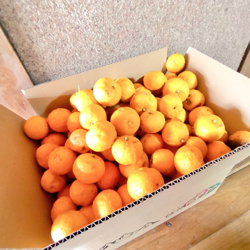 2週間ぶりの畑です 今日は柚子の収穫🍊 来週は冬至ですよ〜😄