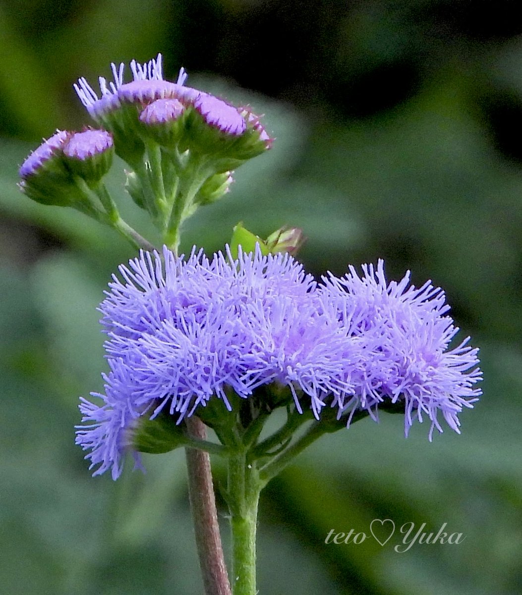 Nature Plants_hana_ Community on X - 336 Members