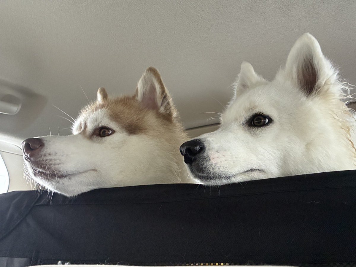 ヤマザキコレ／Koré Yamazaki (@EzoYamazaki00) / Posts / X