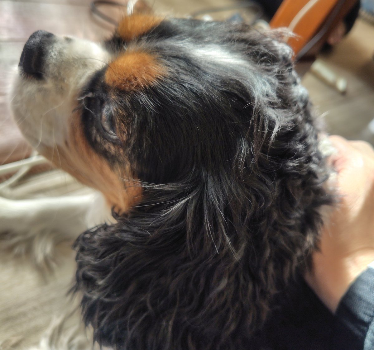 RinCavalier's tweet photo. 引っ越ししてから犬との距離がさらに縮まった気がする https://t.co/WefyM77Ibn