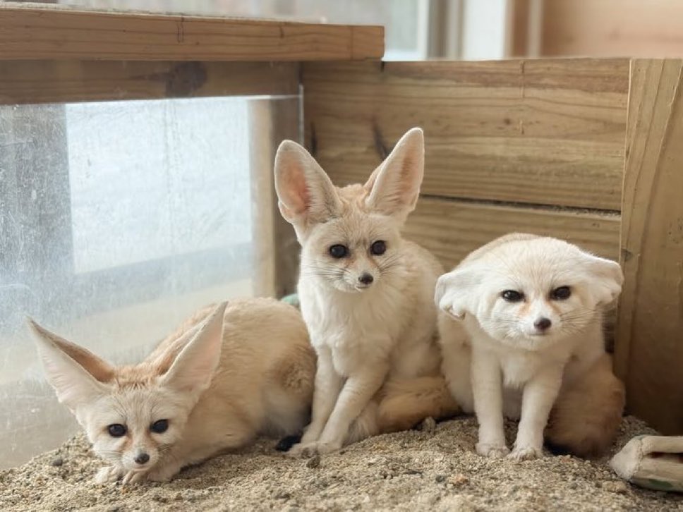 Which fennec are you?