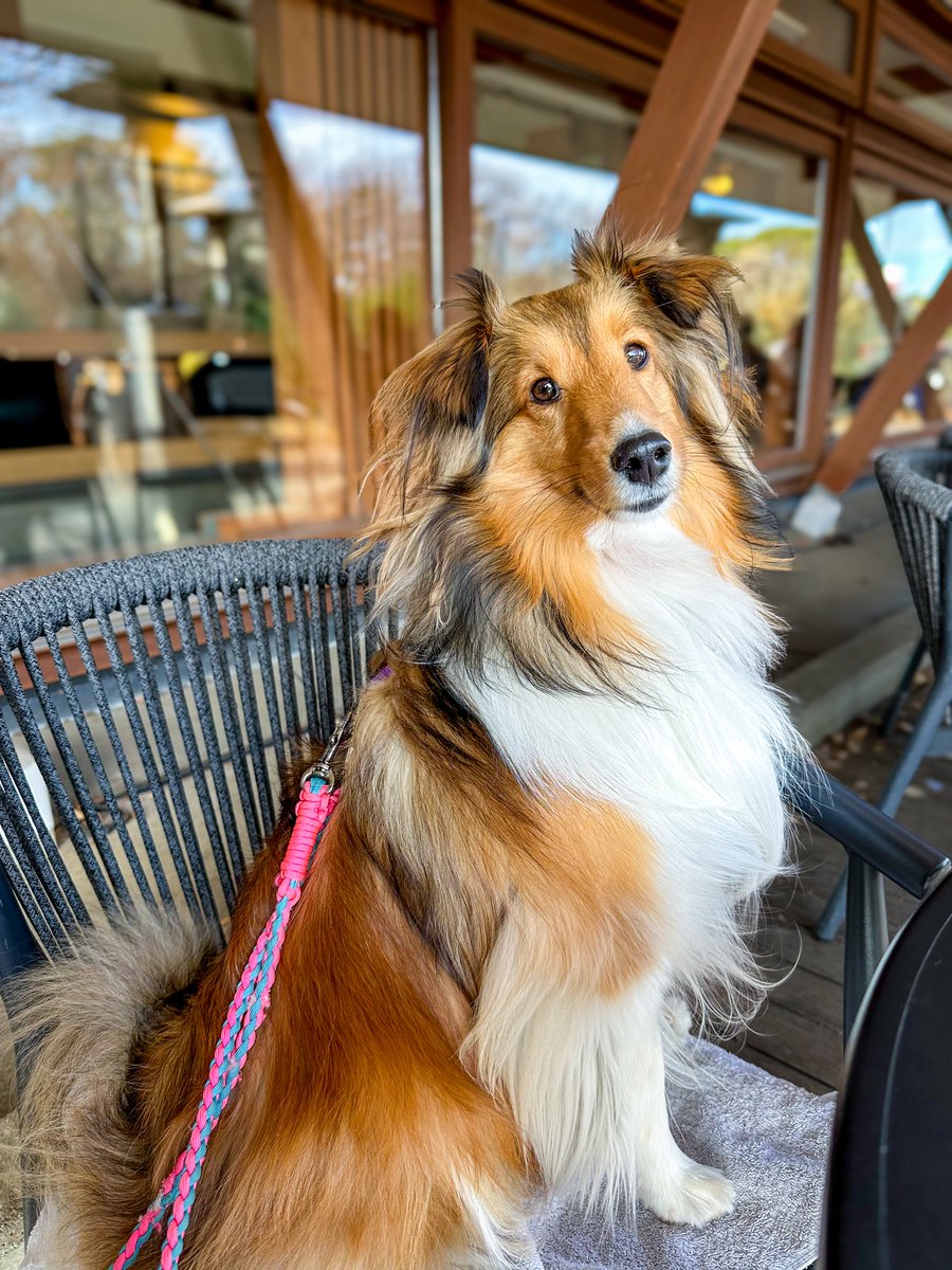 yujibi's tweet image. 親バカ炸裂しちゃう。
カフェタイムとかお散歩とかドッグラン楽しい😇