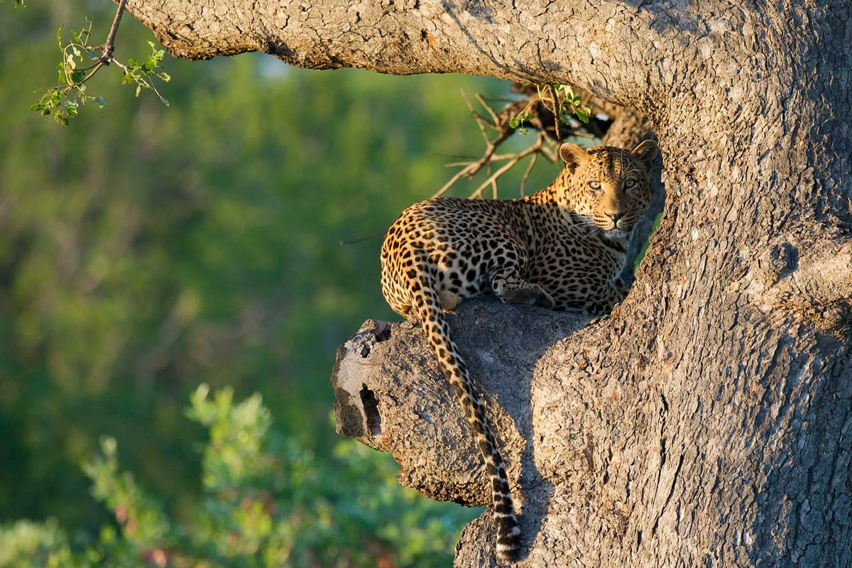 DagizTravel's tweet photo. The African Leopard – Uganda’s Elusive Big 5 Star

Silent. Stealthy. Spectacular.
Best spotted in:
🐆 Queen Elizabeth NP
🐆 Murchison Falls NP
🐆 Lake Mburo NP
A rare sight — and a safari dream.
Experience it with #DagizTravel 🐾
#Big5Uganda #AfricanLeopard #VisitUganda https://t.co/w750Yl3Wk5