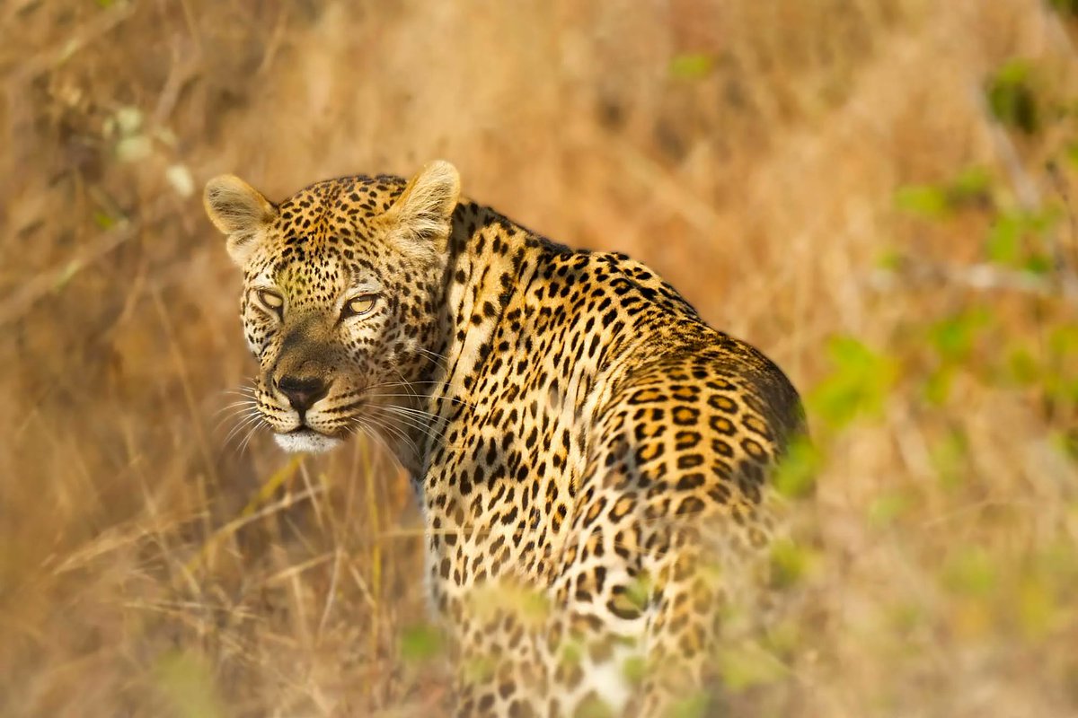 DagizTravel's tweet photo. The African Leopard – Uganda’s Elusive Big 5 Star

Silent. Stealthy. Spectacular.
Best spotted in:
🐆 Queen Elizabeth NP
🐆 Murchison Falls NP
🐆 Lake Mburo NP
A rare sight — and a safari dream.
Experience it with #DagizTravel 🐾
#Big5Uganda #AfricanLeopard #VisitUganda https://t.co/w750Yl3Wk5