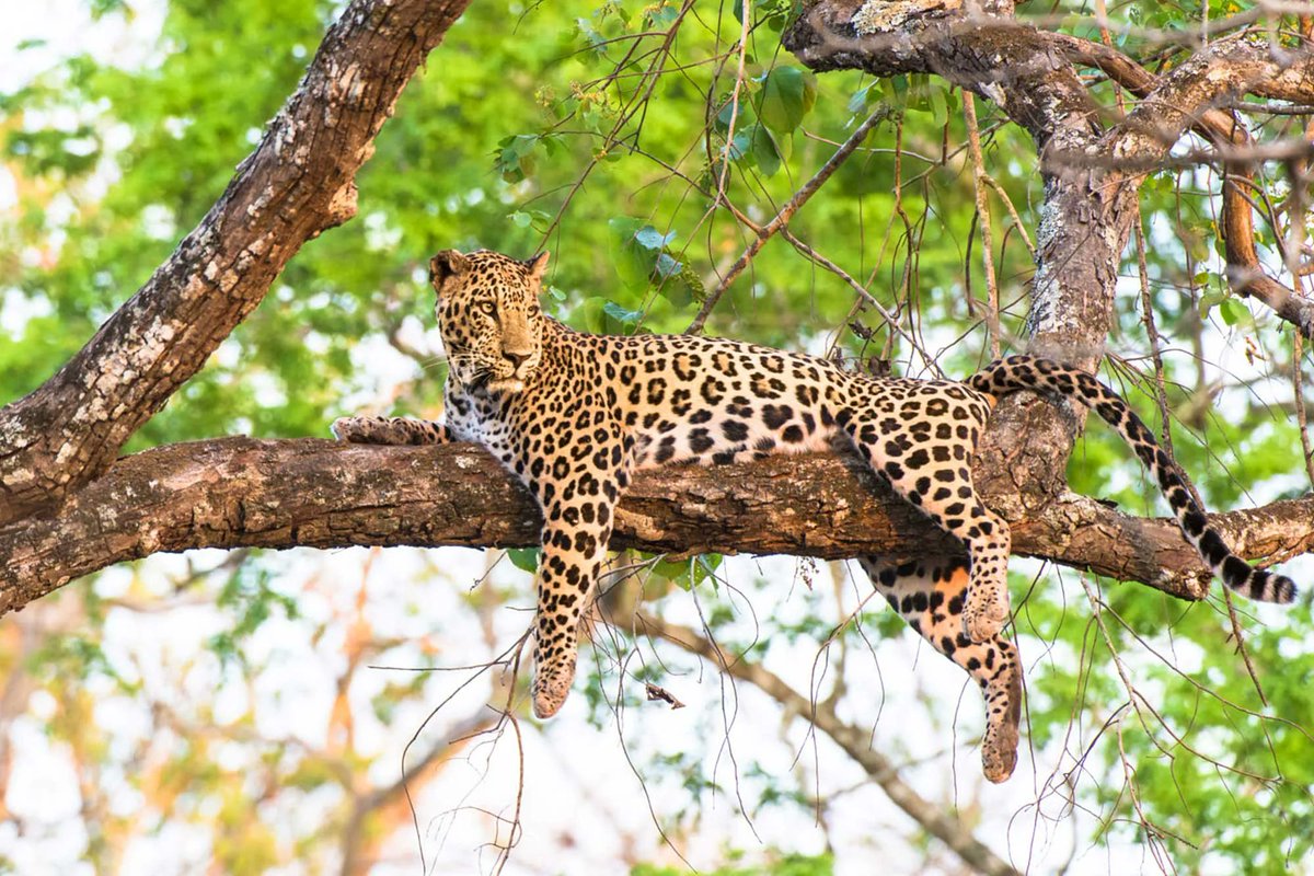 DagizTravel's tweet photo. The African Leopard – Uganda’s Elusive Big 5 Star

Silent. Stealthy. Spectacular.
Best spotted in:
🐆 Queen Elizabeth NP
🐆 Murchison Falls NP
🐆 Lake Mburo NP
A rare sight — and a safari dream.
Experience it with #DagizTravel 🐾
#Big5Uganda #AfricanLeopard #VisitUganda https://t.co/w750Yl3Wk5