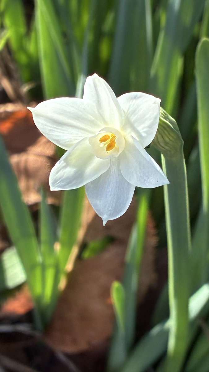 水仙が咲いてた𖤐 ̖́-