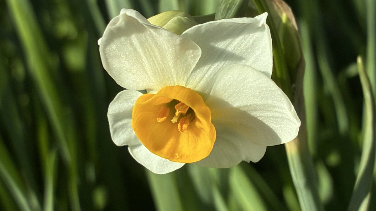 水仙が咲いてた𖤐 ̖́-