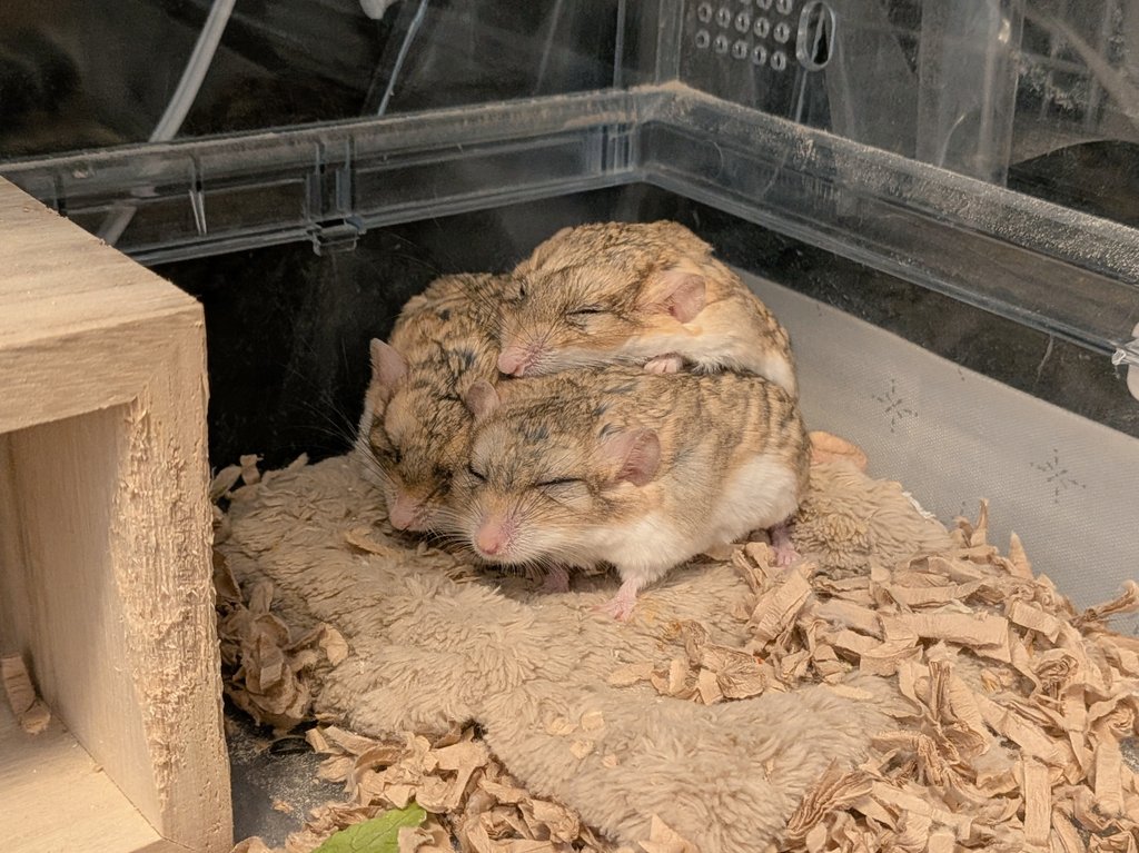 ゆっこ🐭ねずみの雑貨屋CLOVER🍀 (@nezumi3illust) / Posts / X