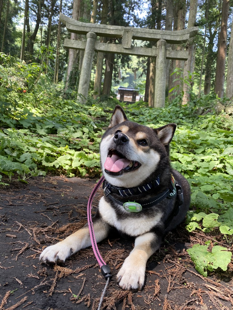 今日のみんなの犬川柳】 神様に お願いしたい A5肉 ○まろ 2026年1月末