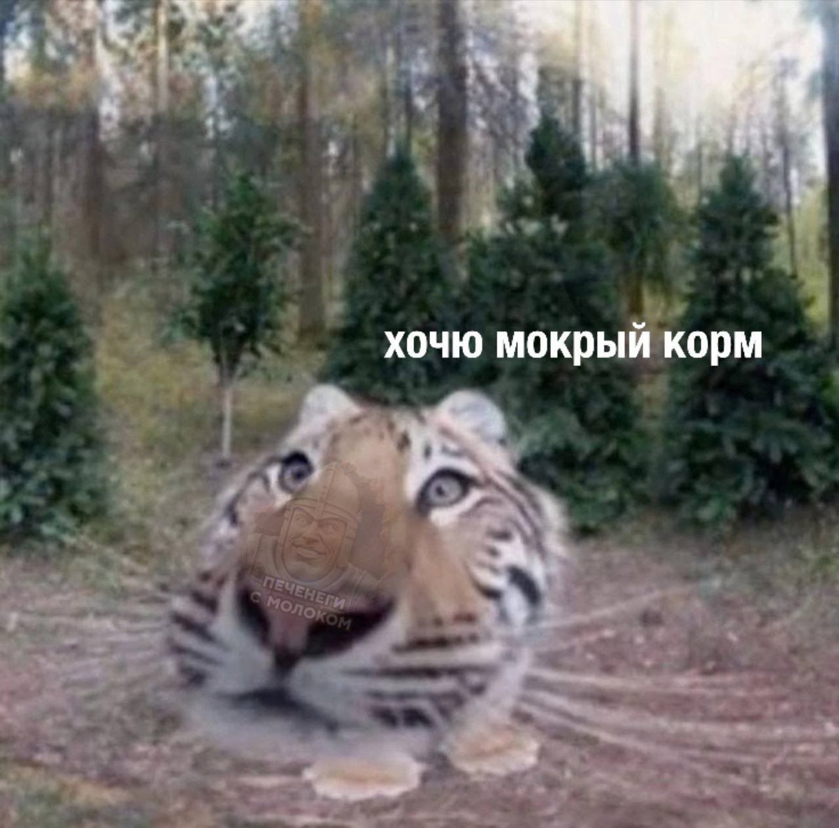 zhivotnieluchse's tweet image. 😜