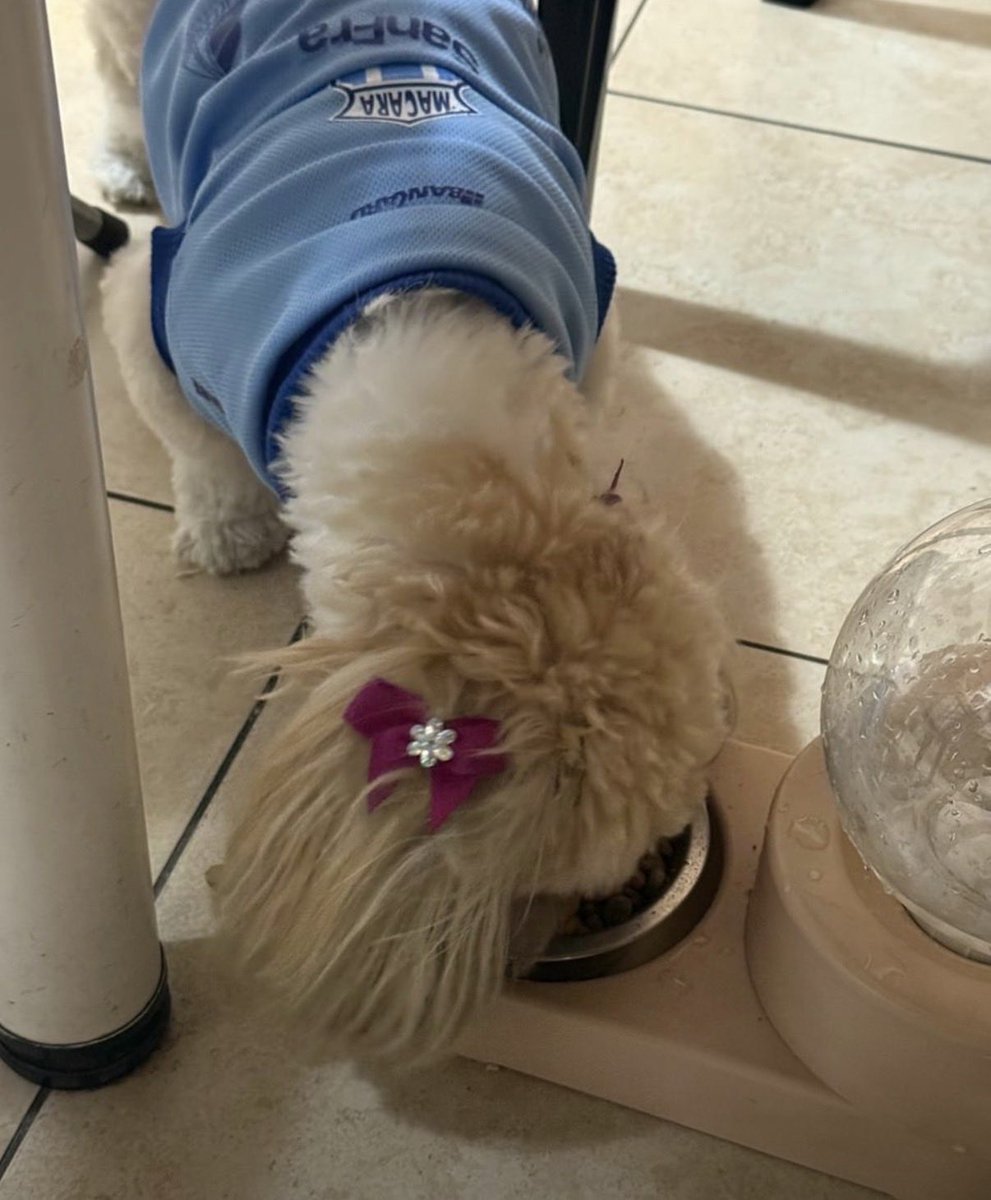 TermoRodillo's tweet image. Así hay q tenerles siempre a estas perras dominadas!!!