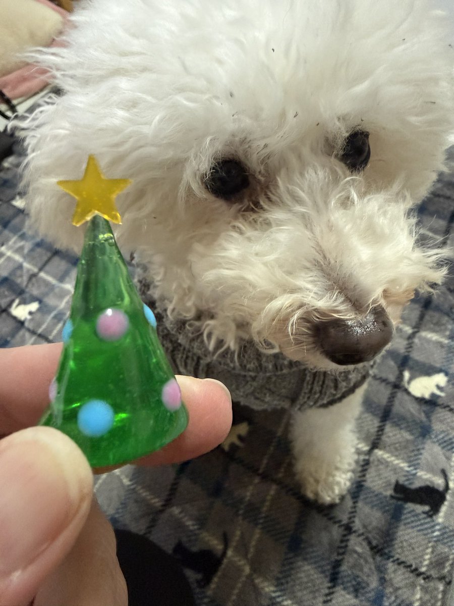 asm_makosa's tweet photo. 時間があるとき。ほんと、時々。
気が向いたらレジンで物を作る時がある🎄

こないだYouTubeで、小さいクリスマスツリーを作る動画を見て、アレンジしてチャレンジ🎄

気泡ありだけどまあまあ可愛いのが���来た🎄

🐶は、オヤツだと思ってるけど、レジンだからダメだよ☠️❌

 #トイプードル
 #レジン https://t.co/Cv5XVmh4jO