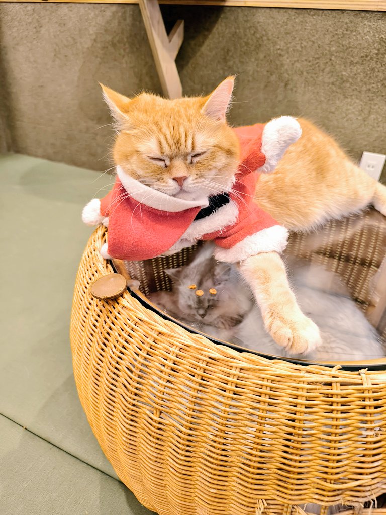 Post by 蒼ちゃん on X: ネコチャン!!