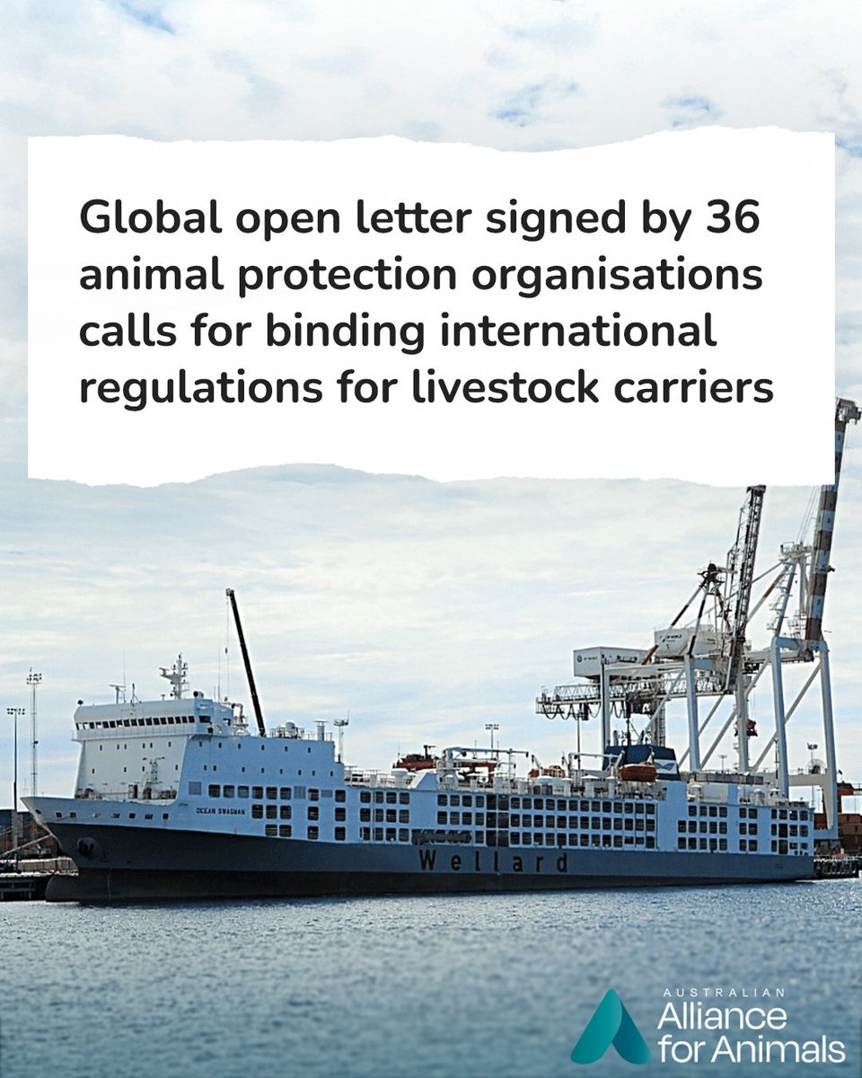 Alliance_AAFA's tweet image. We’ve joined 35 animal protection organisations worldwide in signing onto a global open letter calling on the International Maritime Organization to introduce binding regulations for live export vessels.

Read the full letter: allianceforanimals.org.au/ourwork/open-l…