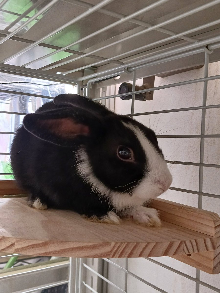 うさぎXうさぎ U (@babyboybunny) / Posts / X