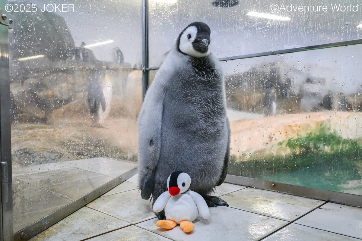 ぱぴこ (@pppppppapico) / Posts / X