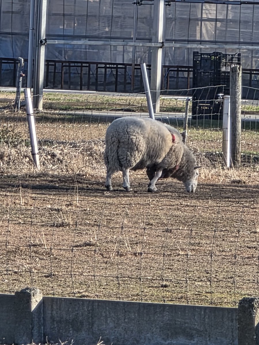 ちがう、ひつじのひつじちゃんやボボンボ