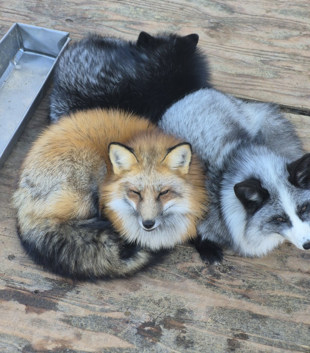 宮城蔵王キツネ村(公式)🦊 (@kon_fox_village) / Posts / X