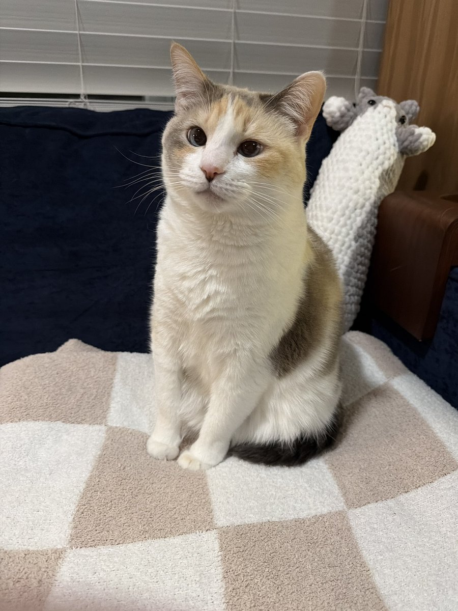 Every time I donate to the shelter I go see the cats and whenever I go see the cats I can’t believe she was once a cat at the shelter