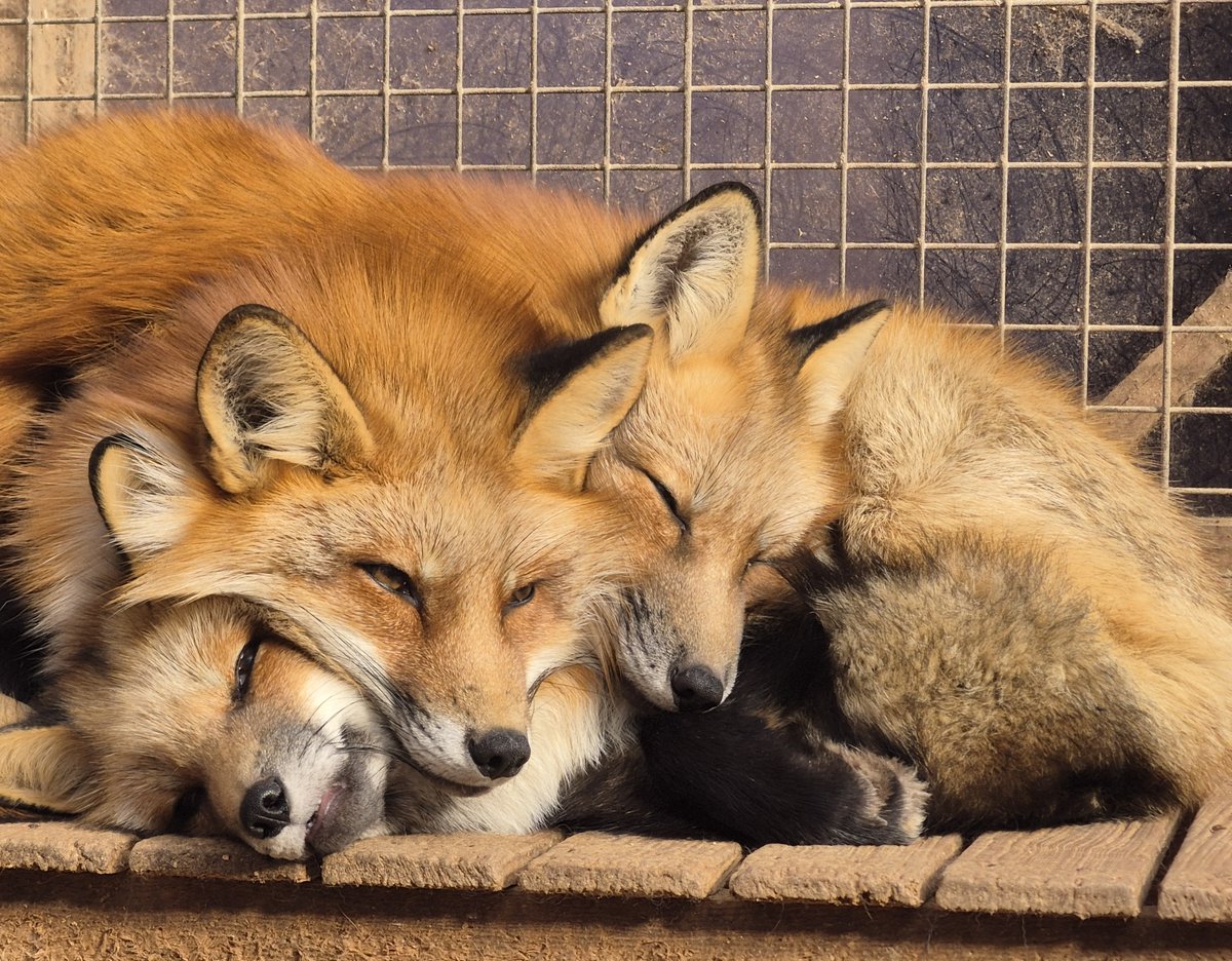 西アフױ力で飲む、いつもの味。 (@lunan18) / Posts / X