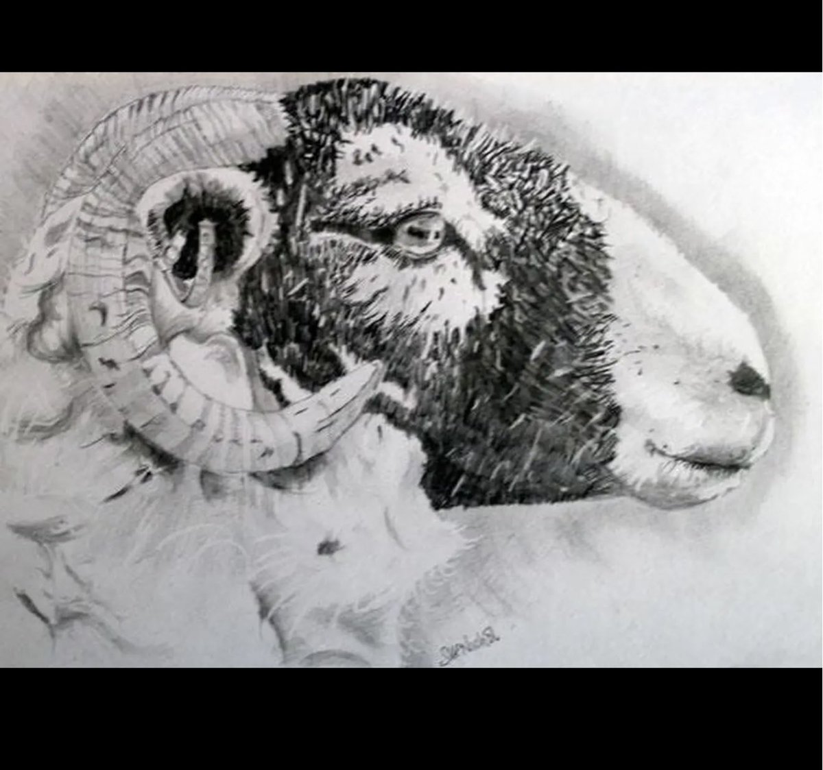 staithesartist's tweet photo. #ArtAdventCalendar Day19 #Swaledale #ewe #graphite and #Tonbow #eraser #sketchbook https://t.co/DdeipsiAra