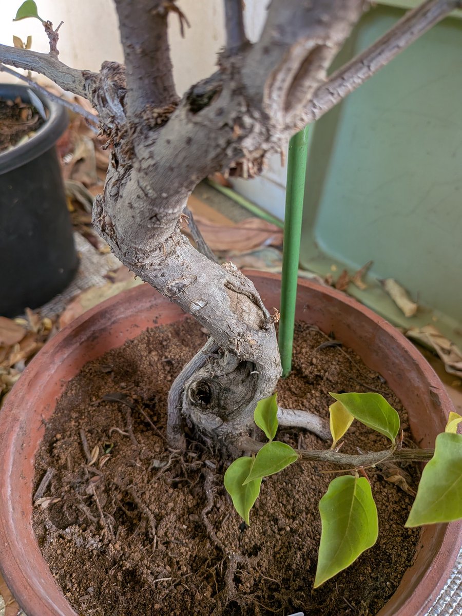 ブーゲンビリアですが幹の太さや枝ぶりからそこそこ年季が入っている