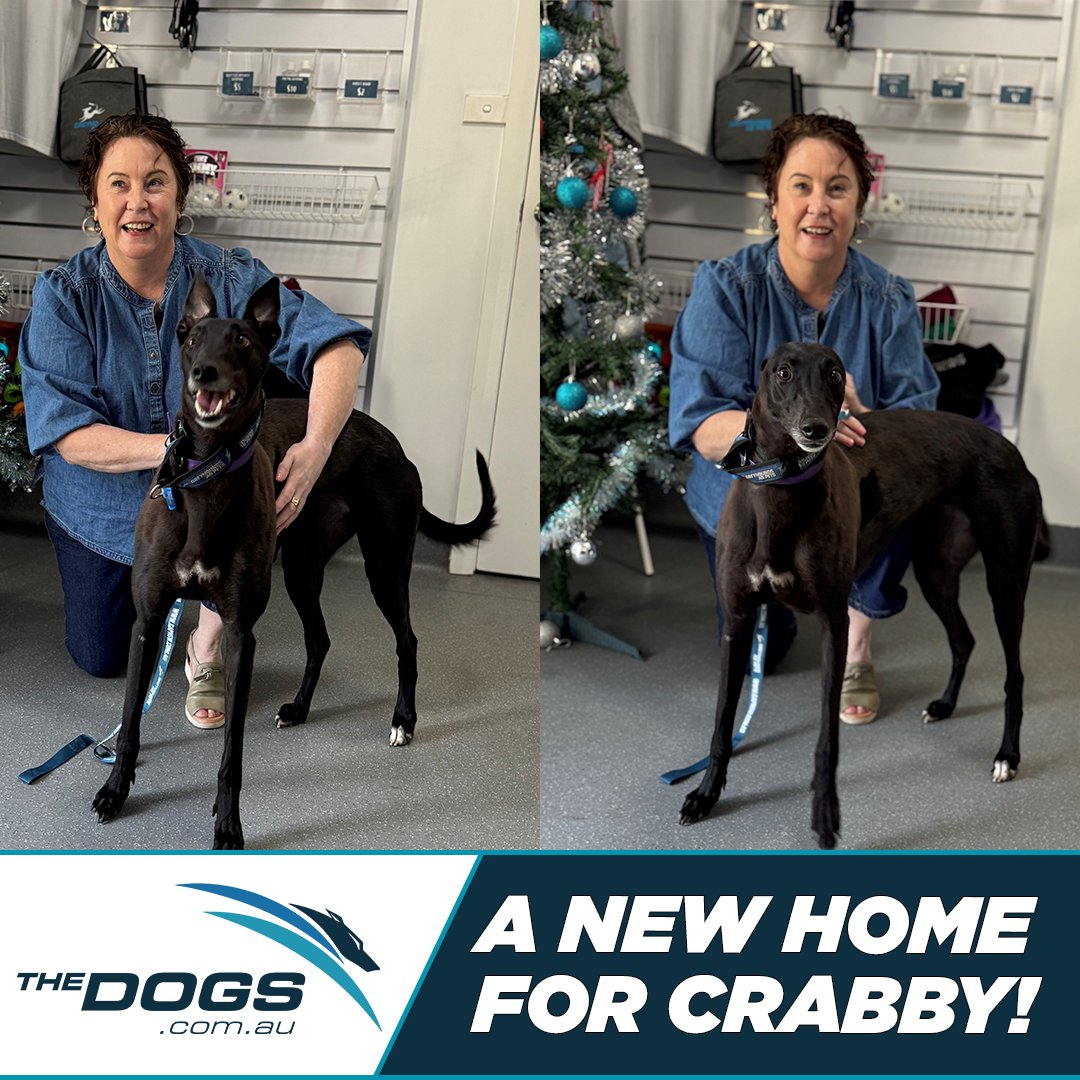 The Dogs tweet media