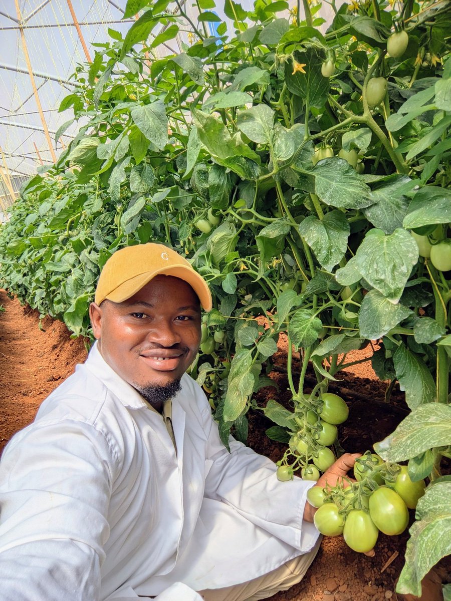 niyo_charles's tweet photo. I find farming to be the most inspiring. It's farming tomatoes!
What drives you to engage in farming?
#Farmlifestyle
#Tomato https://t.co/ukGn1W0YlG