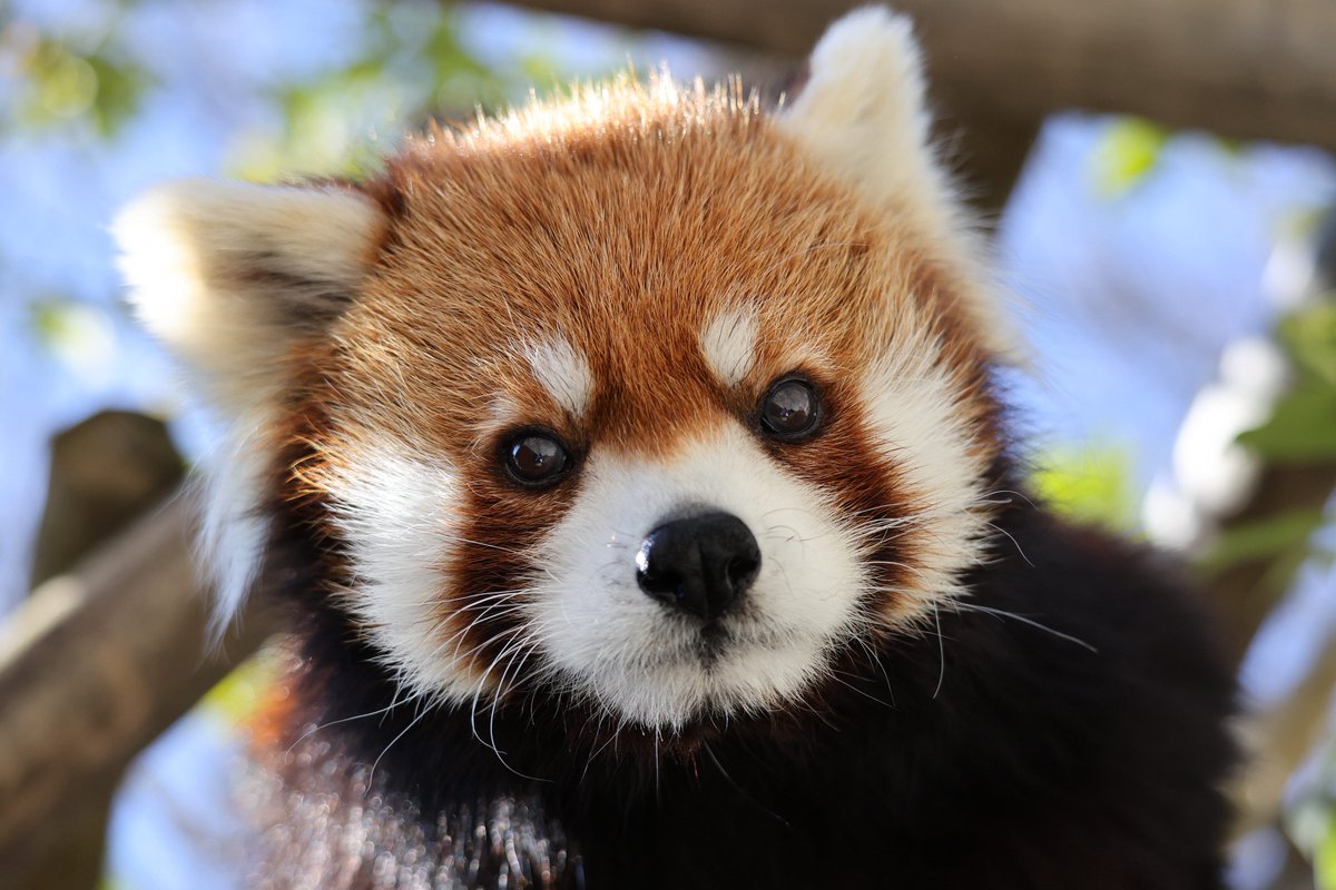 つっち～♪@レサパン溺愛中(♡˙︶˙♡) (@LMystar238) / Posts / X