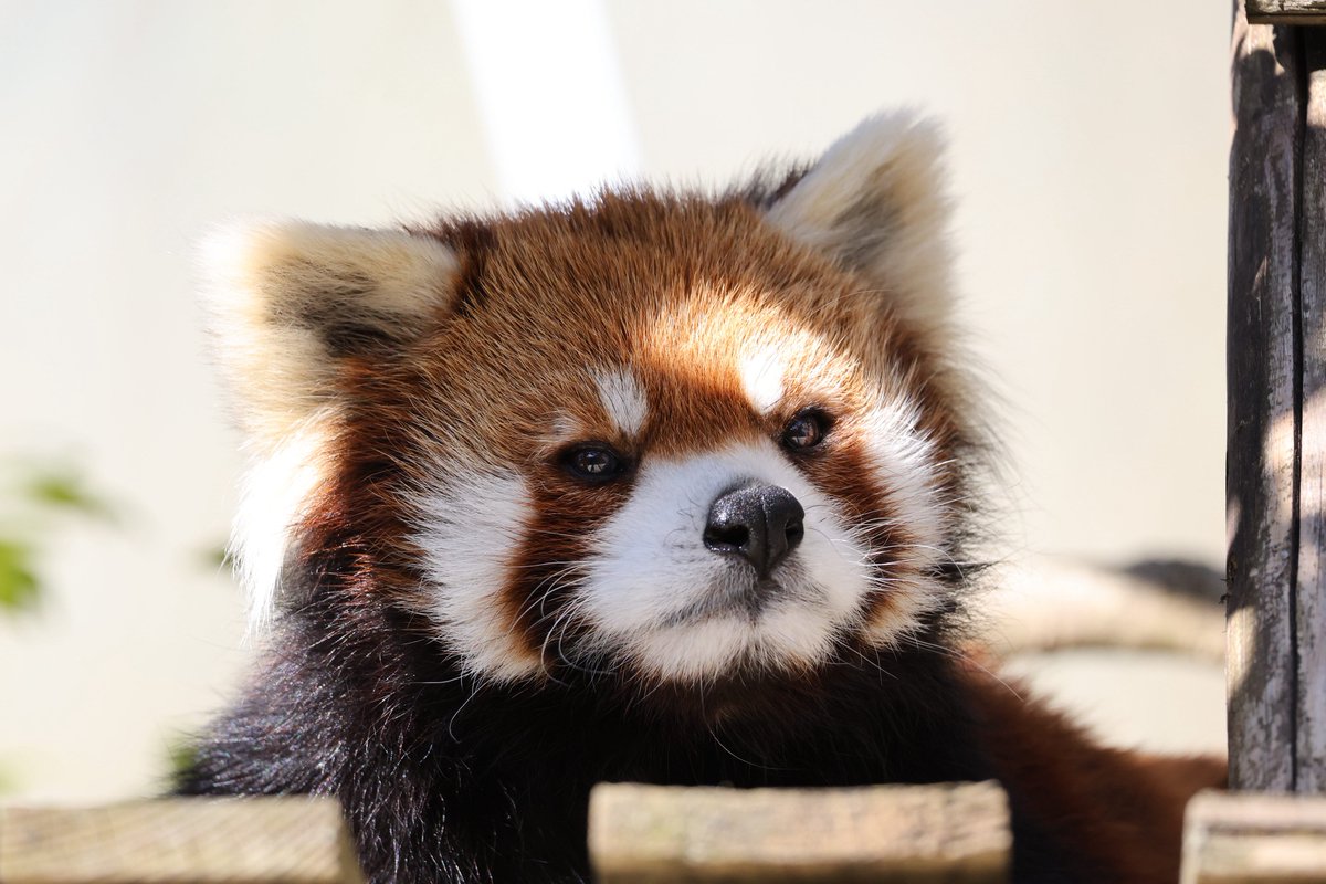 つっち～♪@レサパン溺愛中(♡˙︶˙♡) (@LMystar238) / Posts / X