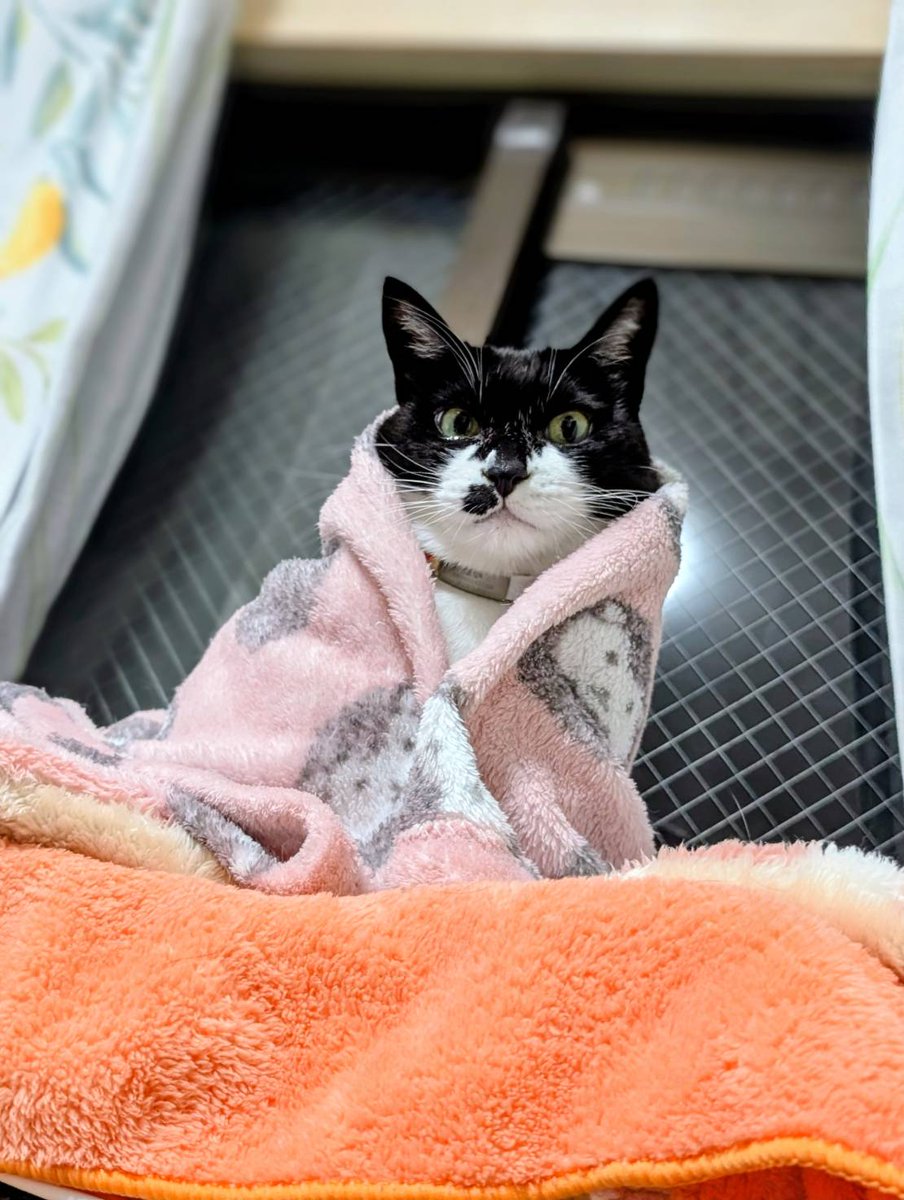 お邪魔します( 'ω') まい♀🐱9歳です。