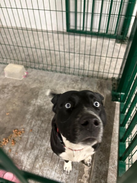 🟢 🐶 Chien trouvé le 12/12/2025 à Ales Cedex (30).
Mâle / Identifié(e) : Non

☎️ 04 66 72 82 86
📧  vallerargues@sacpa.fr

#VigiPets #chienperdu #chientrouve #chien #perdu #trouve