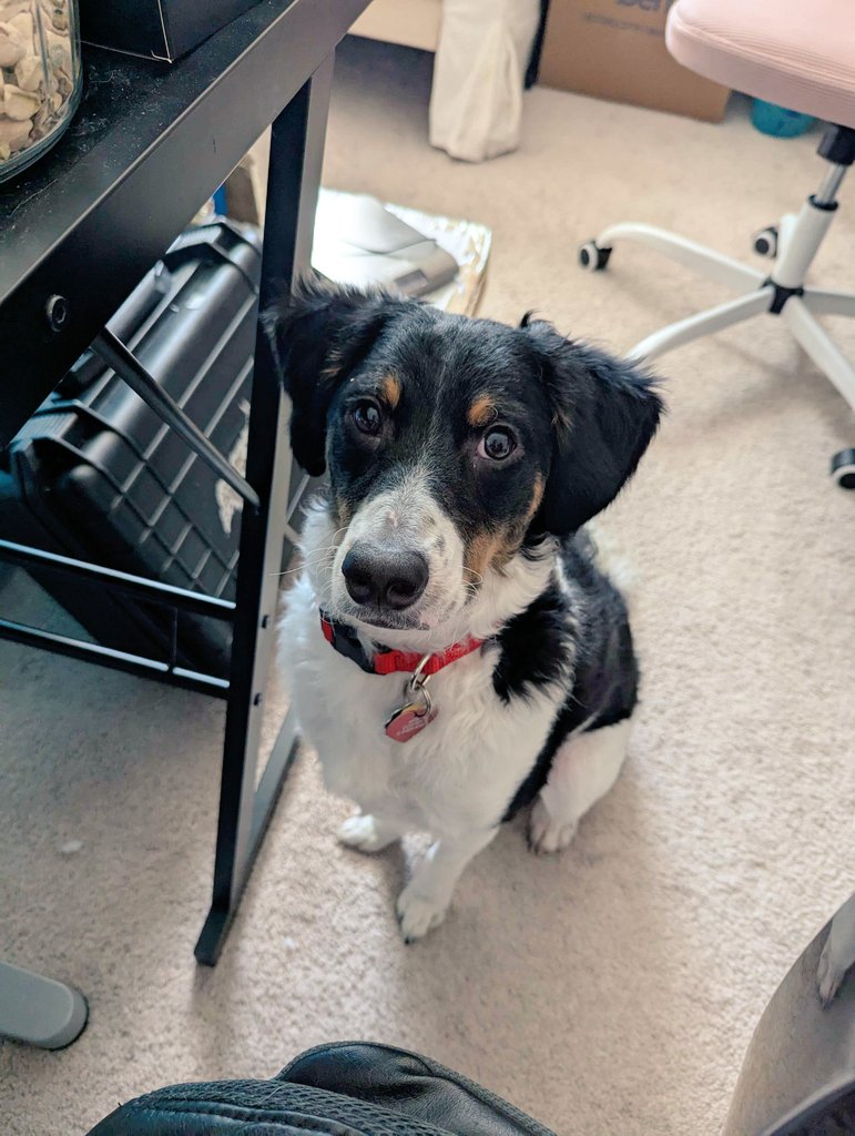 KoaBitez's tweet photo. so I don't think @generalmumble and I ever announced this on social media but he deserves it - meet our dog, King!! 👑

while oftentimes he lives up to his namesake, King "of Demons" Clawthorne, today he's been laying with me while I've been sick 🥹 good boy!!! https://t.co/coRSBNBGw7