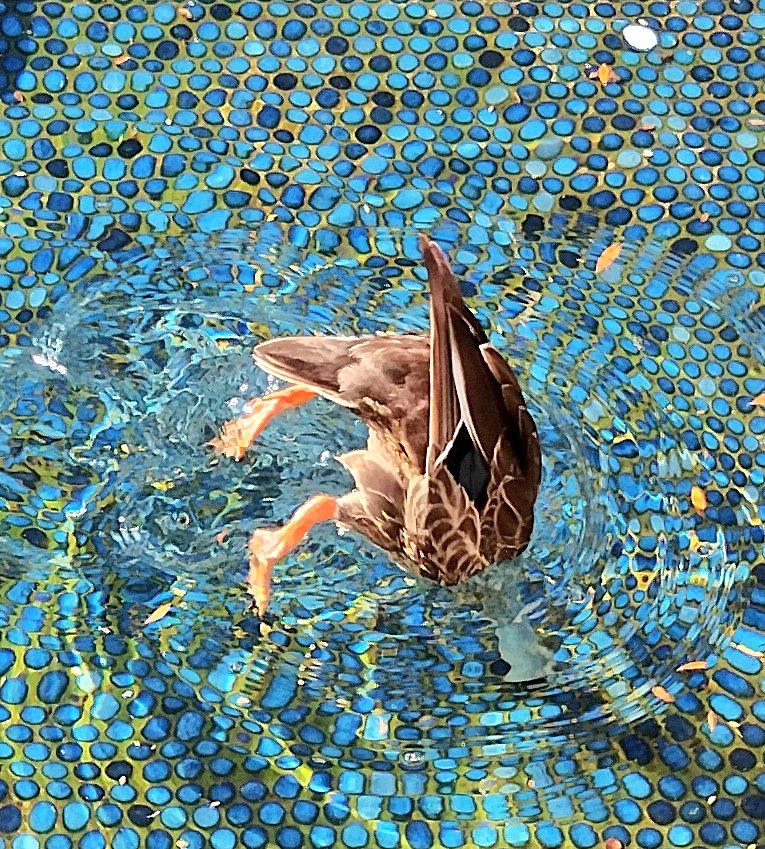 【絵画】ネイチャーアート　「カモの親子」原画 絵画】ネイチャーアート 「カモの親子」原画