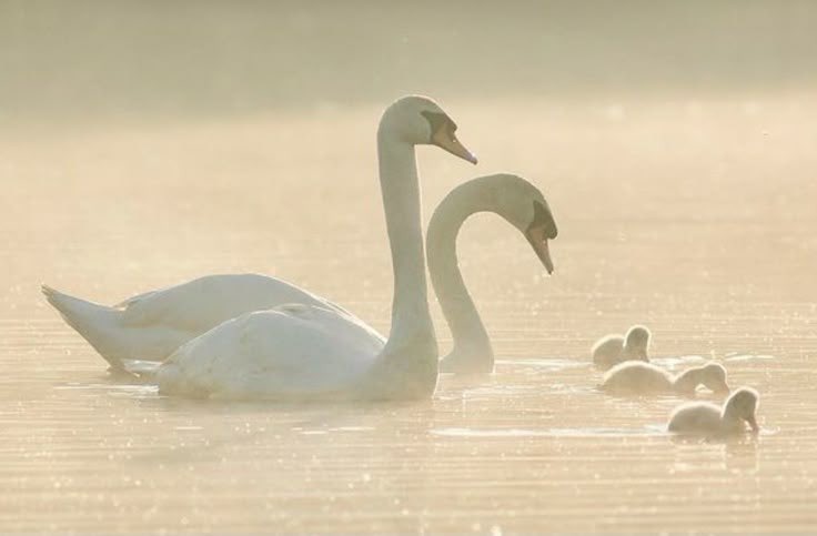 seraphicxc's tweet image. 