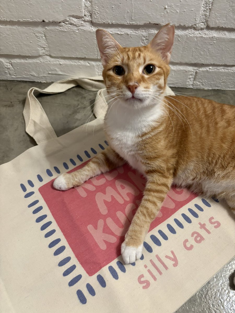 min min 🐱 tweet media