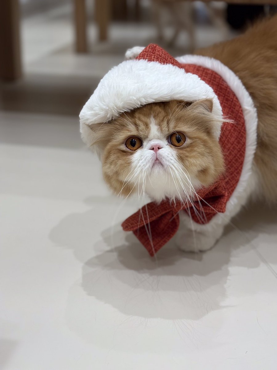 はにサンタ出現🎅！ #エキゾチックロングヘア はにくんがサンタさんに