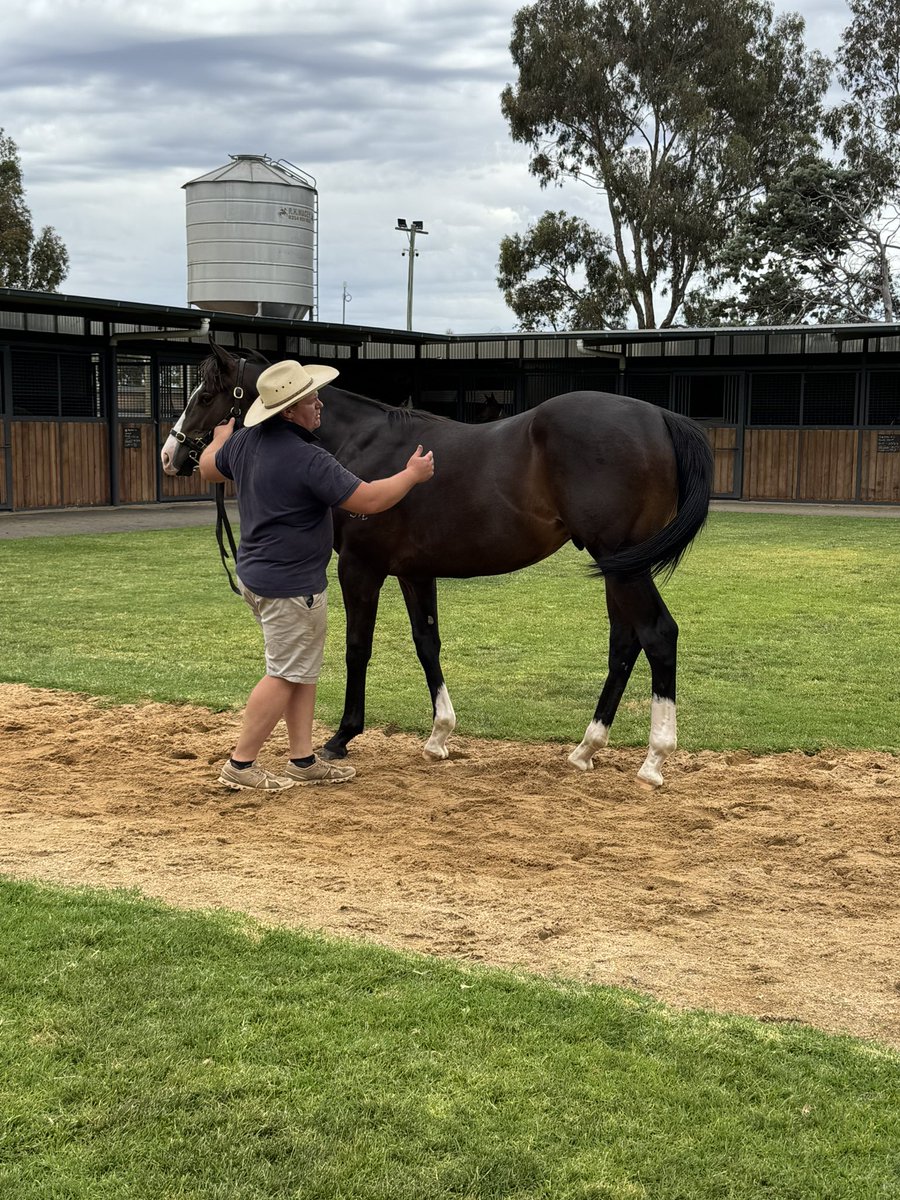 Bendigo Jockey Club tweet media