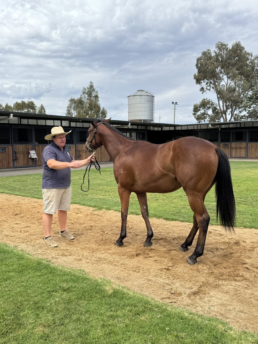 Bendigo Jockey Club tweet media