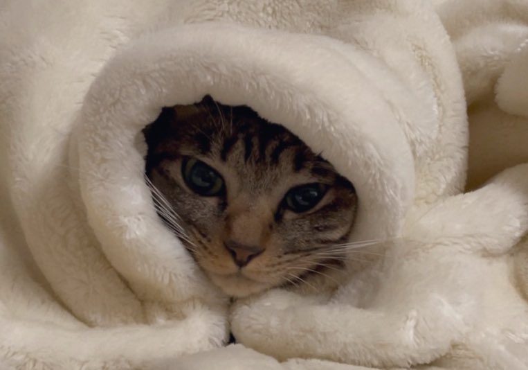 j7_u8's tweet photo. うみだるま⛄️

 #猫好きさんと繋がりたい https://t.co/rV5LYp7Y0J