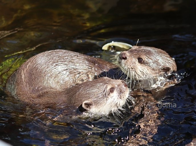 goma✨ (@otter_goma) / Posts / X