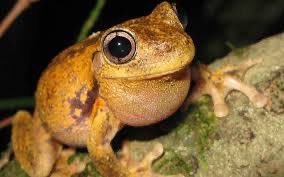 TeJayybro's tweet photo. @rektmando looks like he could go *ribbit* any second https://t.co/KDrurfOoTq