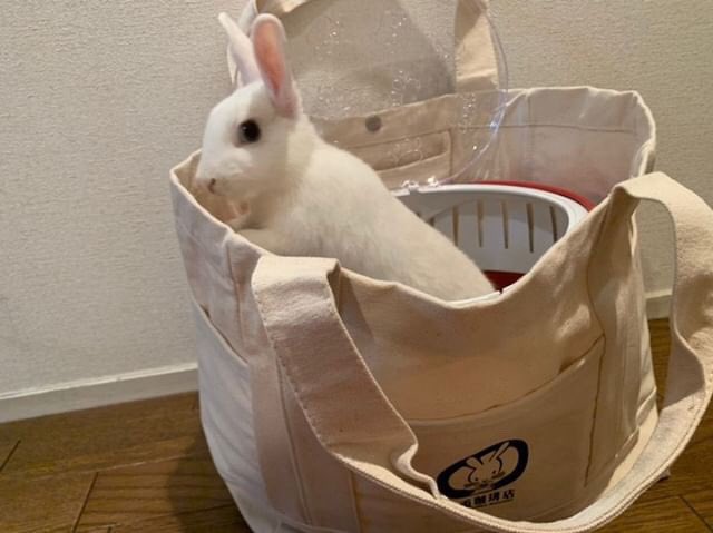 白兎珈琲店 (@shirousacoffee) / Posts / X