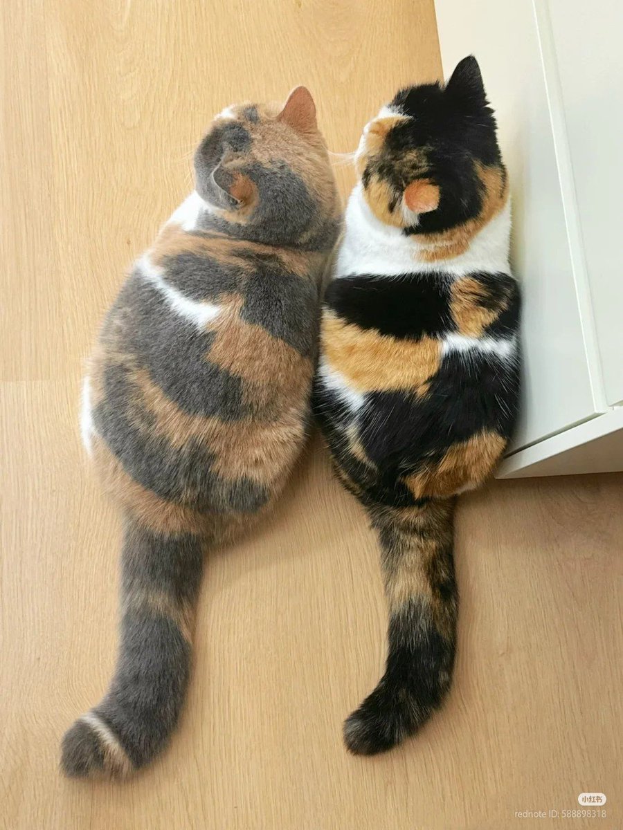 ShouldHaveCat's tweet image. The printer running out of ink