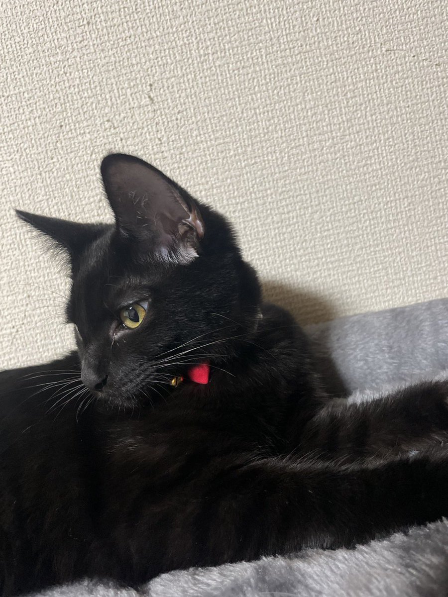 てち tweet media